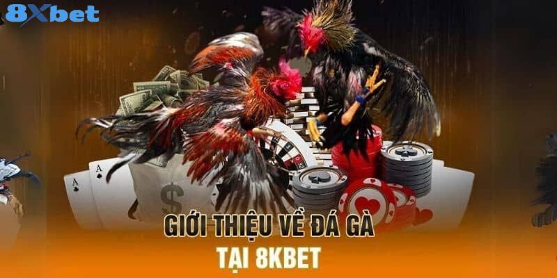 Đôi nét giới thiệu sơ lược về sảnh đá gà 8XBET