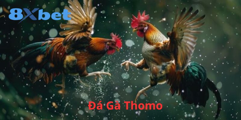 Giới thiệu đá gà Thomo