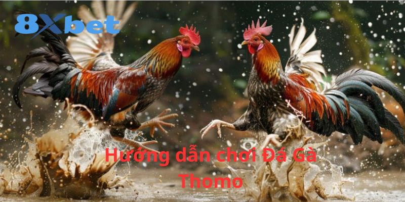 Hướng dẫn chơi đá gà Thomo