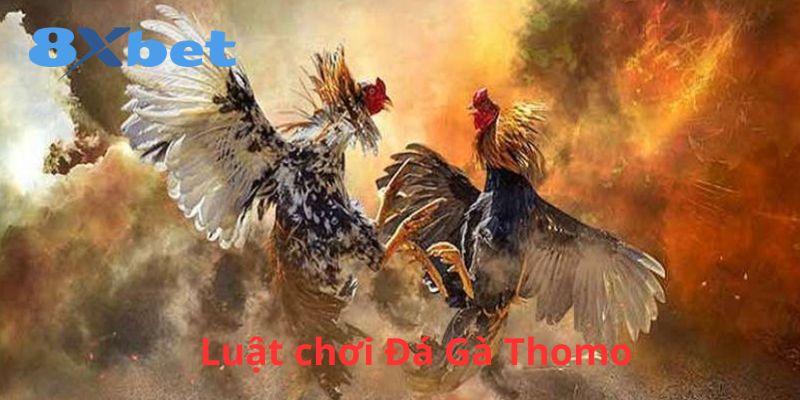 Luật chơi đá gà Thomo