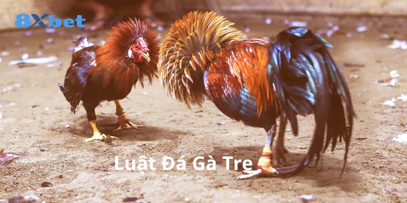 Luật đá gà tre 8xbet